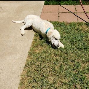 Meet your Posher, Chelsea